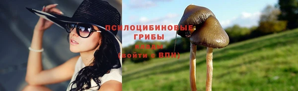 дмт Богданович